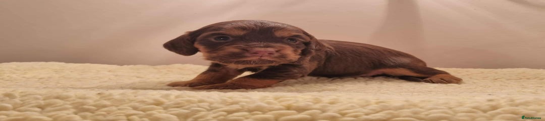 Chocolate & Tan Girl (Green Girl)