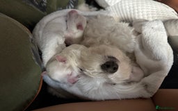 Maltese dogs for sale: 🐶 Adorable Male Maltese Puppies for Sale 🐾 - Image 16
