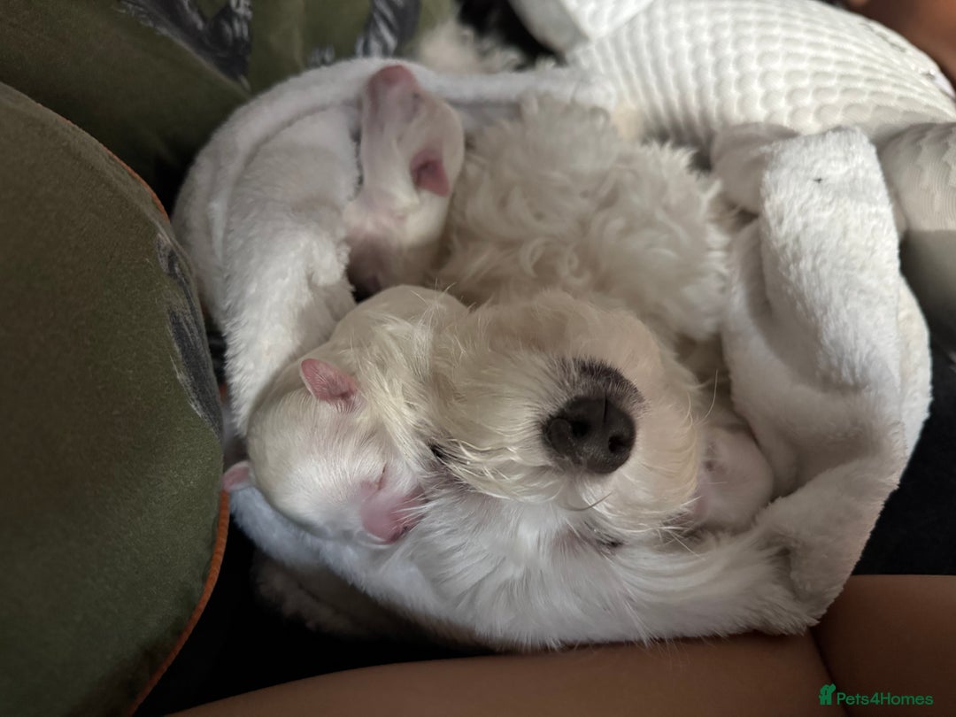 Maltese dogs for sale: 🐶 Adorable Male Maltese Puppies for Sale 🐾 - Image 16