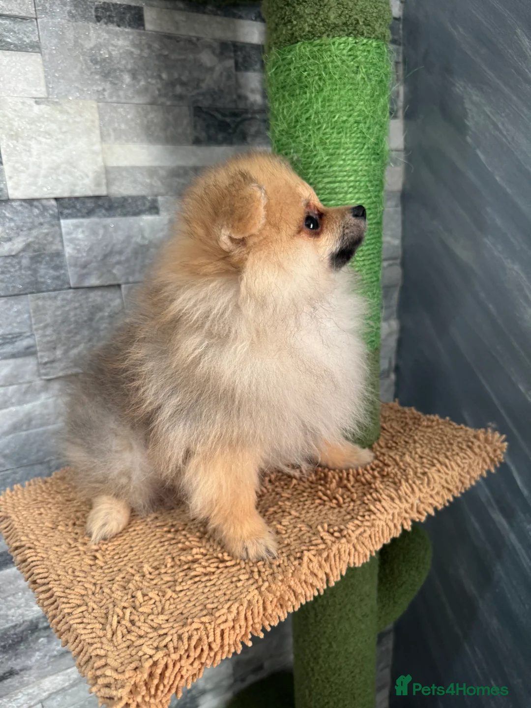 Pomeranian dogs for sale: KC registered boy! - Advert 15