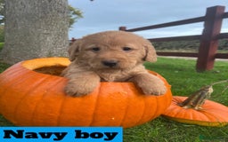 Labradoodle dogs for sale: 🌟 GOLD STANDARD – HIGH HEALTH STATUS LABRADOODLES - Image 5