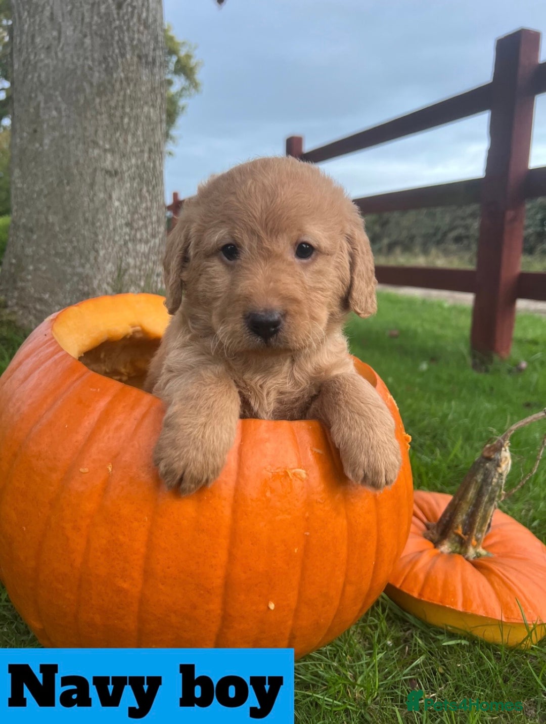 Labradoodle dogs for sale: 🌟 GOLD STANDARD – HIGH HEALTH STATUS LABRADOODLES - Image 5
