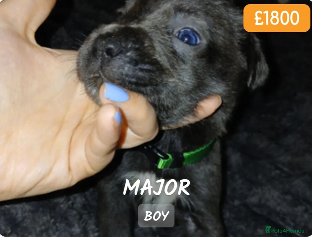 Cane Corso dogs for sale: Pure bred blue cane corso puppies for sale  - Advert 27