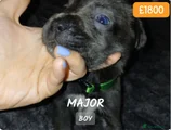 Cane Corso Puppy 10