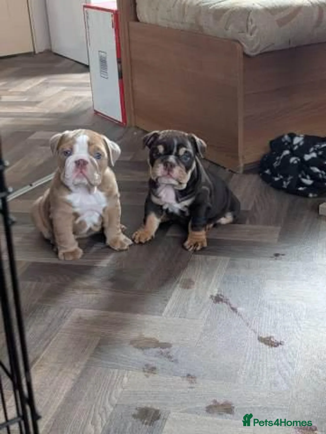 English Bulldog dogs for sale: 2 British Bulldog Puppies Available-Two Girls in Bristol - Advert 2