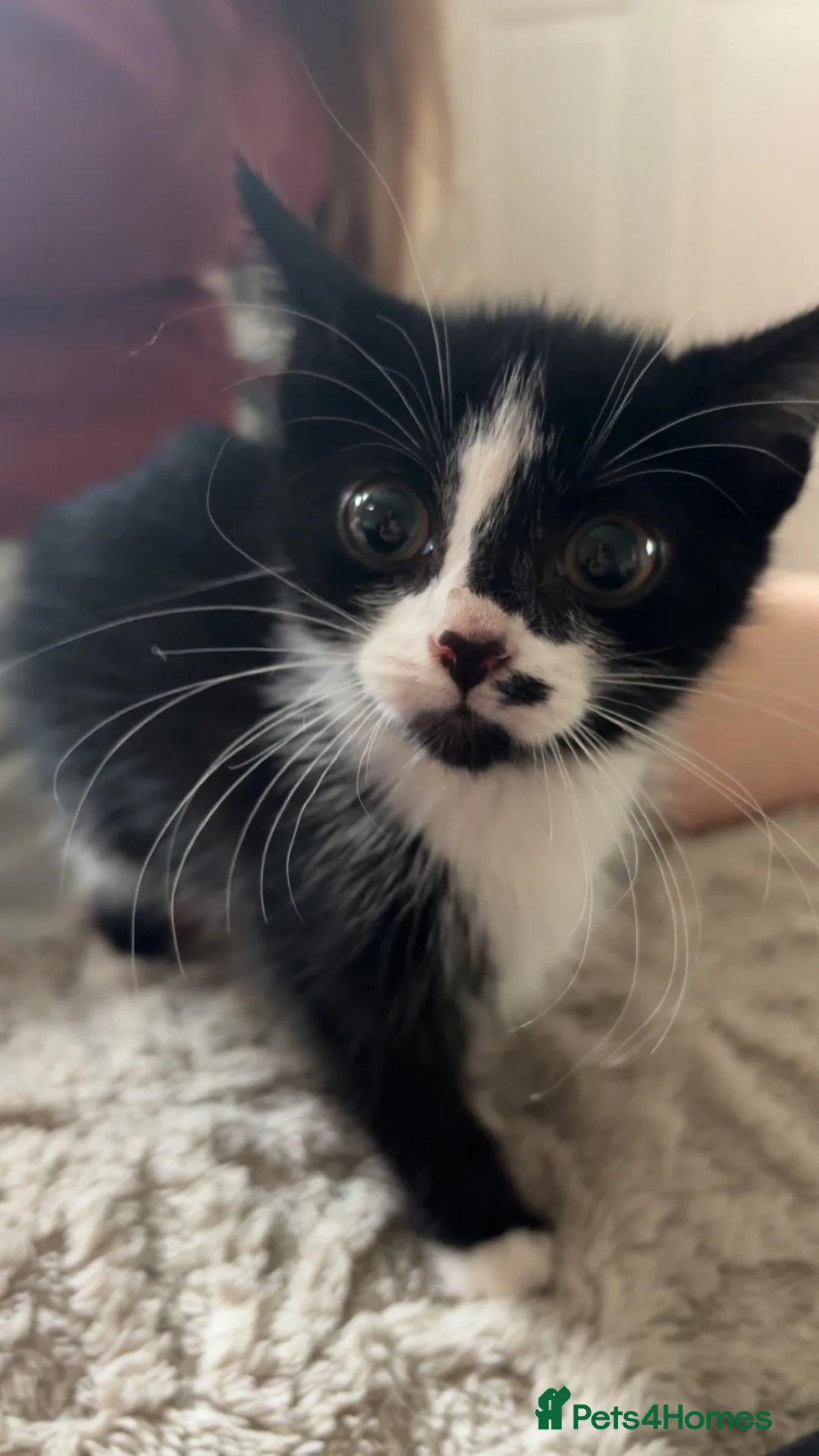 Mixed Breed cats for sale: Kitten rehoming  - Advert 11
