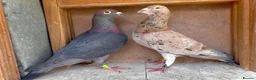 Pigeons birds for sale: Piegons in London - Advert 14
