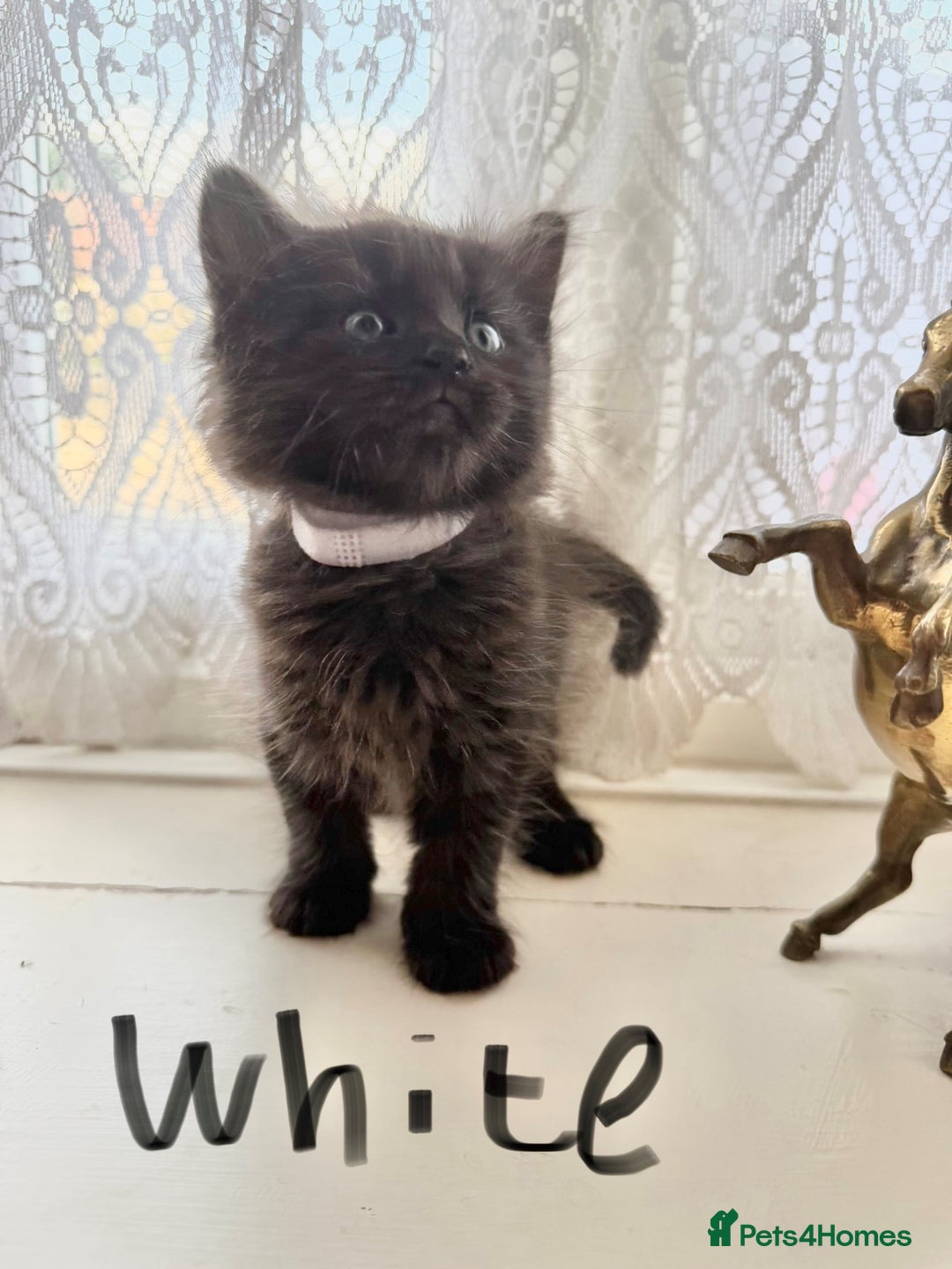 Maine Coon cats for sale: Maine coon cross kittens - Image 8