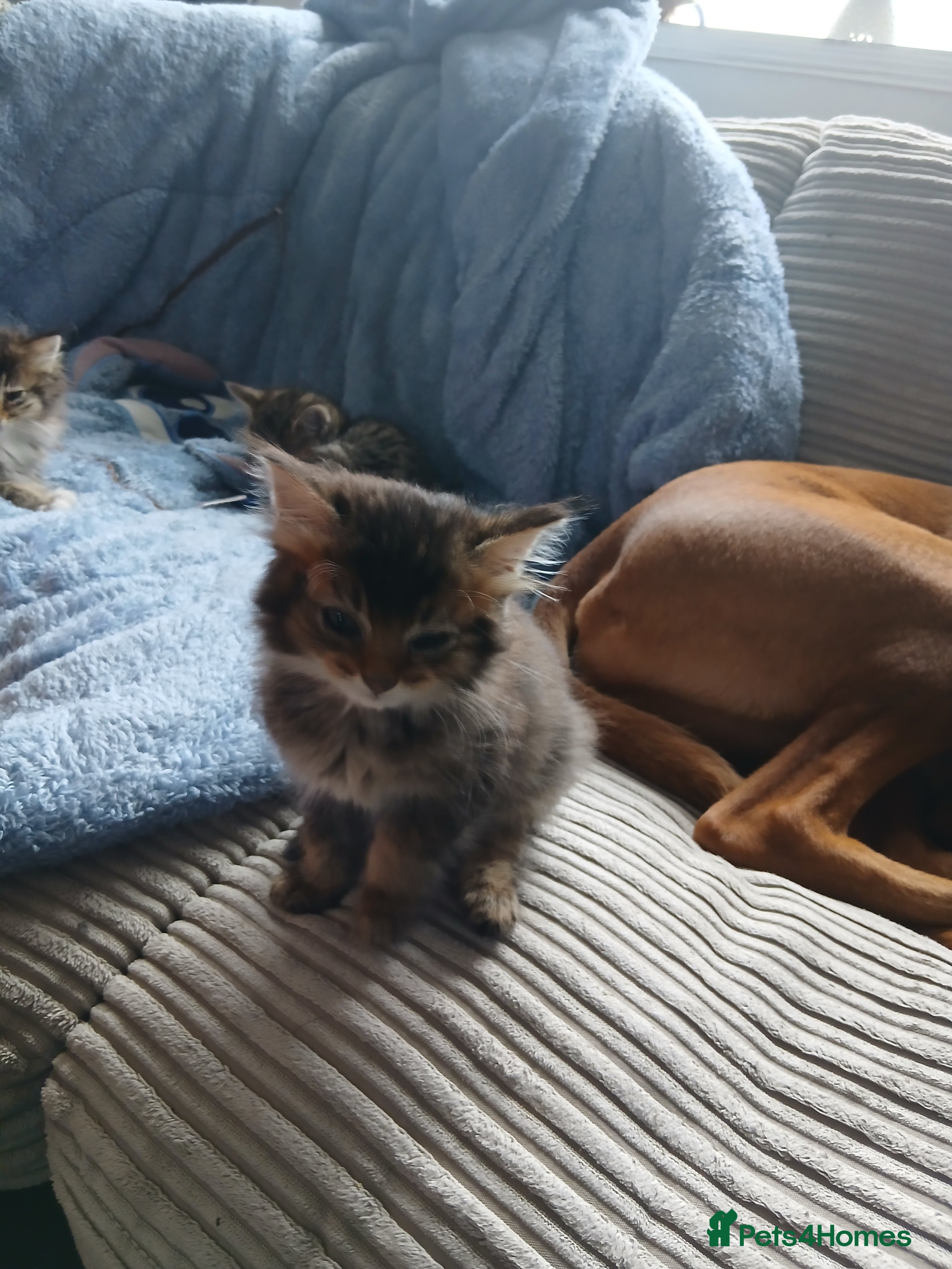 Bengal cats Kitten  - Advert 2