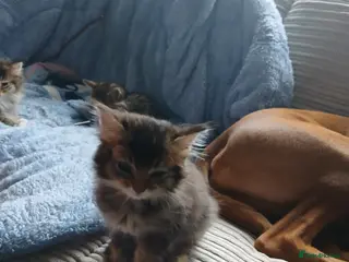 Bengal cats Kitten - Advert 1