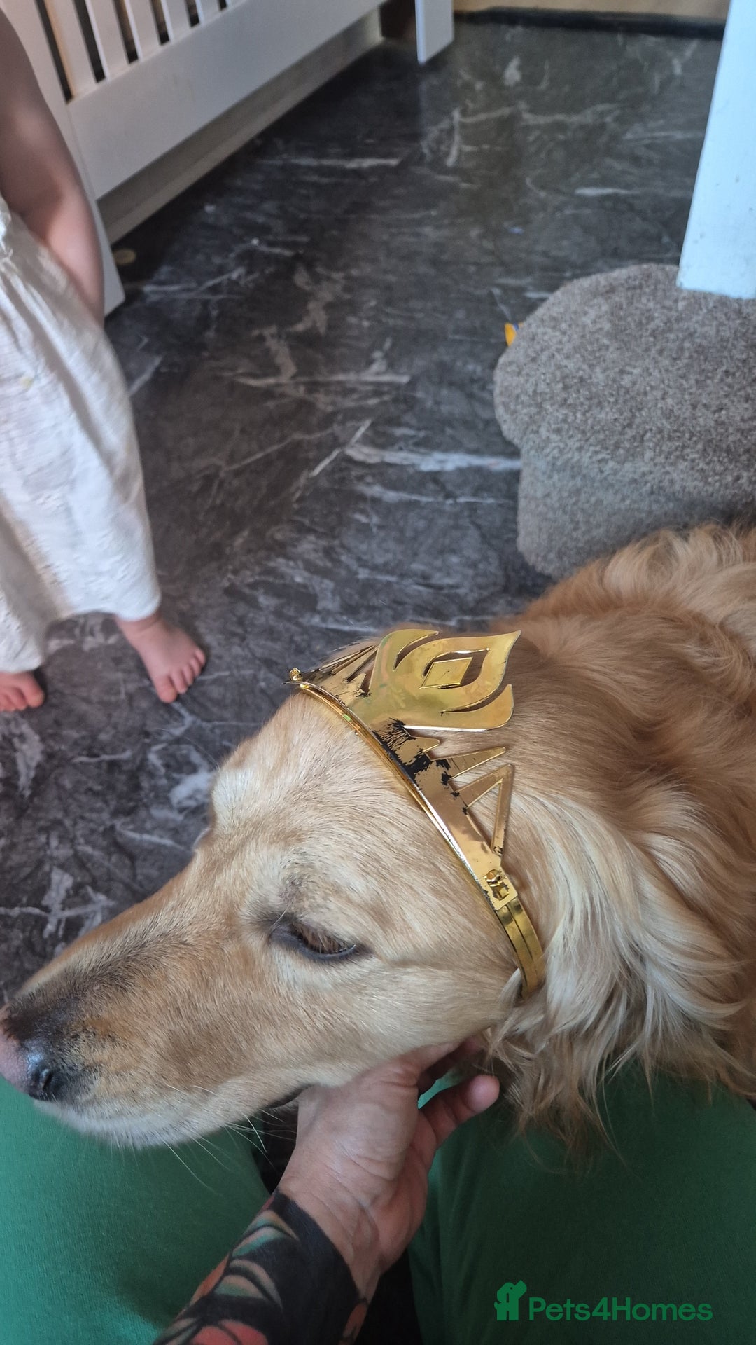 Mixed Breed dogs for sale: Male golden retriever mix  - Image 6