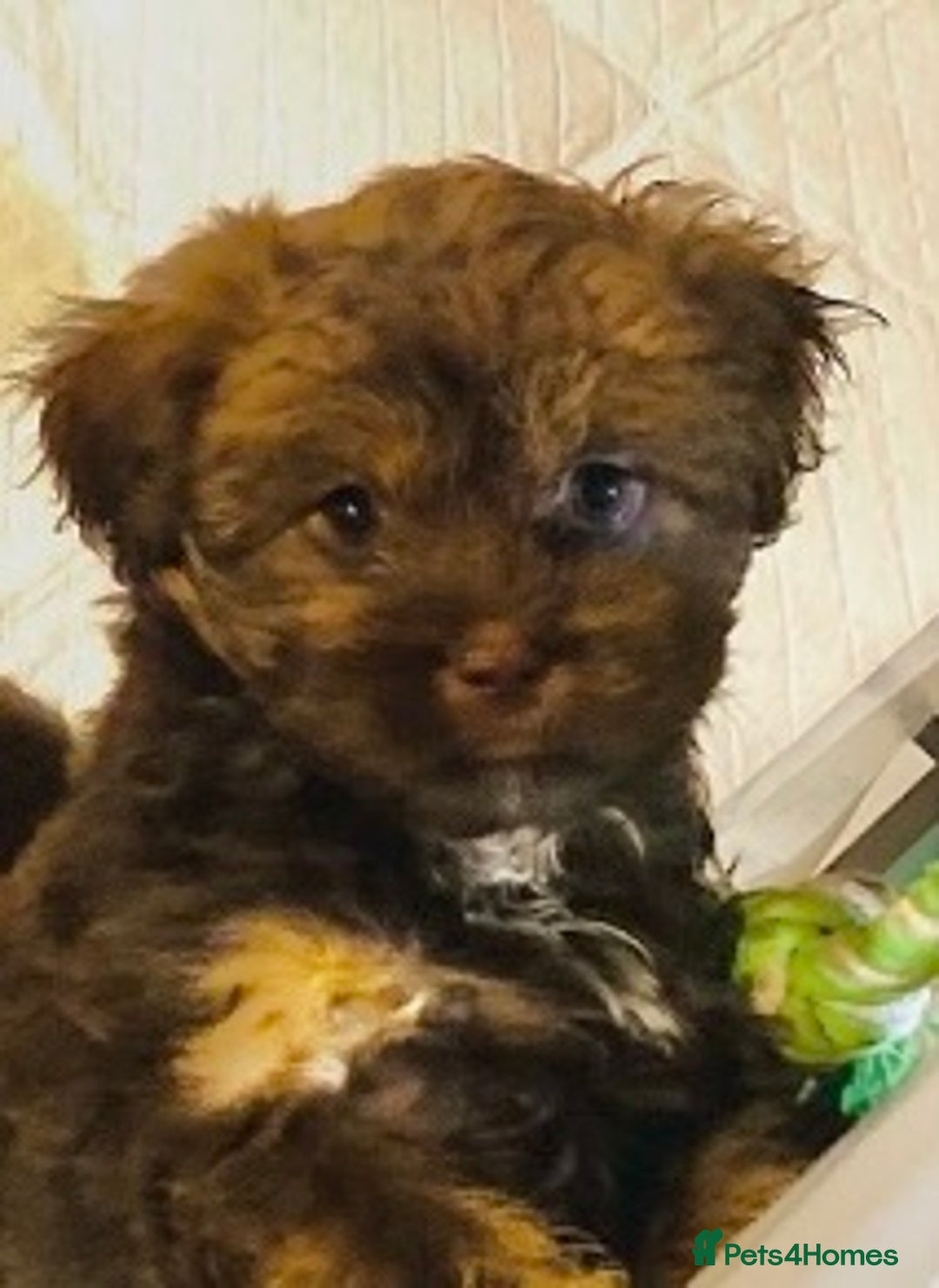 Mixed Breed dogs for sale: 🌟BUNDLES OF JOY 🐶 SUPER CUTE MALSHIPOO PUPS - Image 3