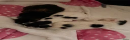 Mixed Breed cats for sale: 3 stunning British shorthair x Turkish van kittens in Rochdale - Advert 3