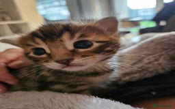 Bengal cats for sale: Bengal beauties - Image 2