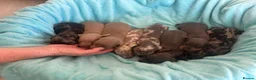 Miniature Dachshund dogs for sale: miniture dachshund puppies!! - Advert 18