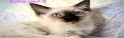 Ragdoll cats for sale: Socialised Baby Ragdoll Kittens ready now  - Advert 10