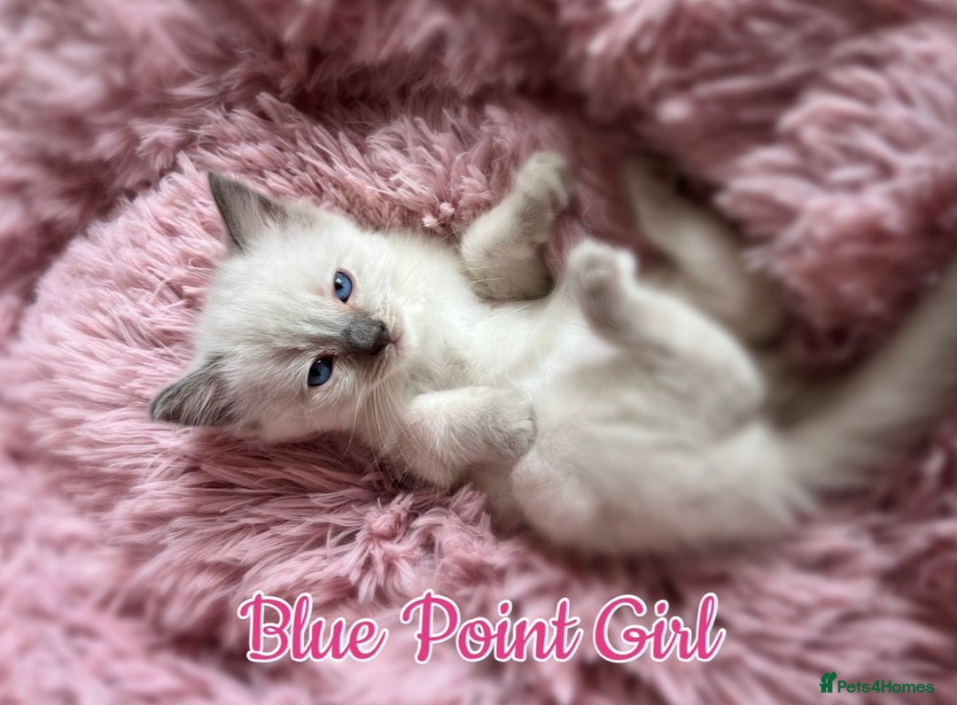 Ragdoll cats for sale: Purebred Ragdoll Kittens 😻😻 - Image 9