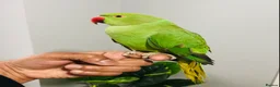 Ringnecks birds for sale: Beautiful hand tamed ringneck parrots for sale. - Advert 10