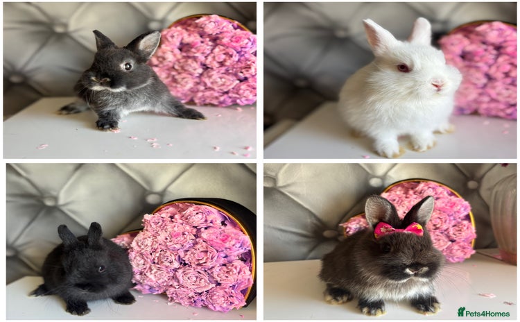 Netherland Dwarf rabbits - Advert 1