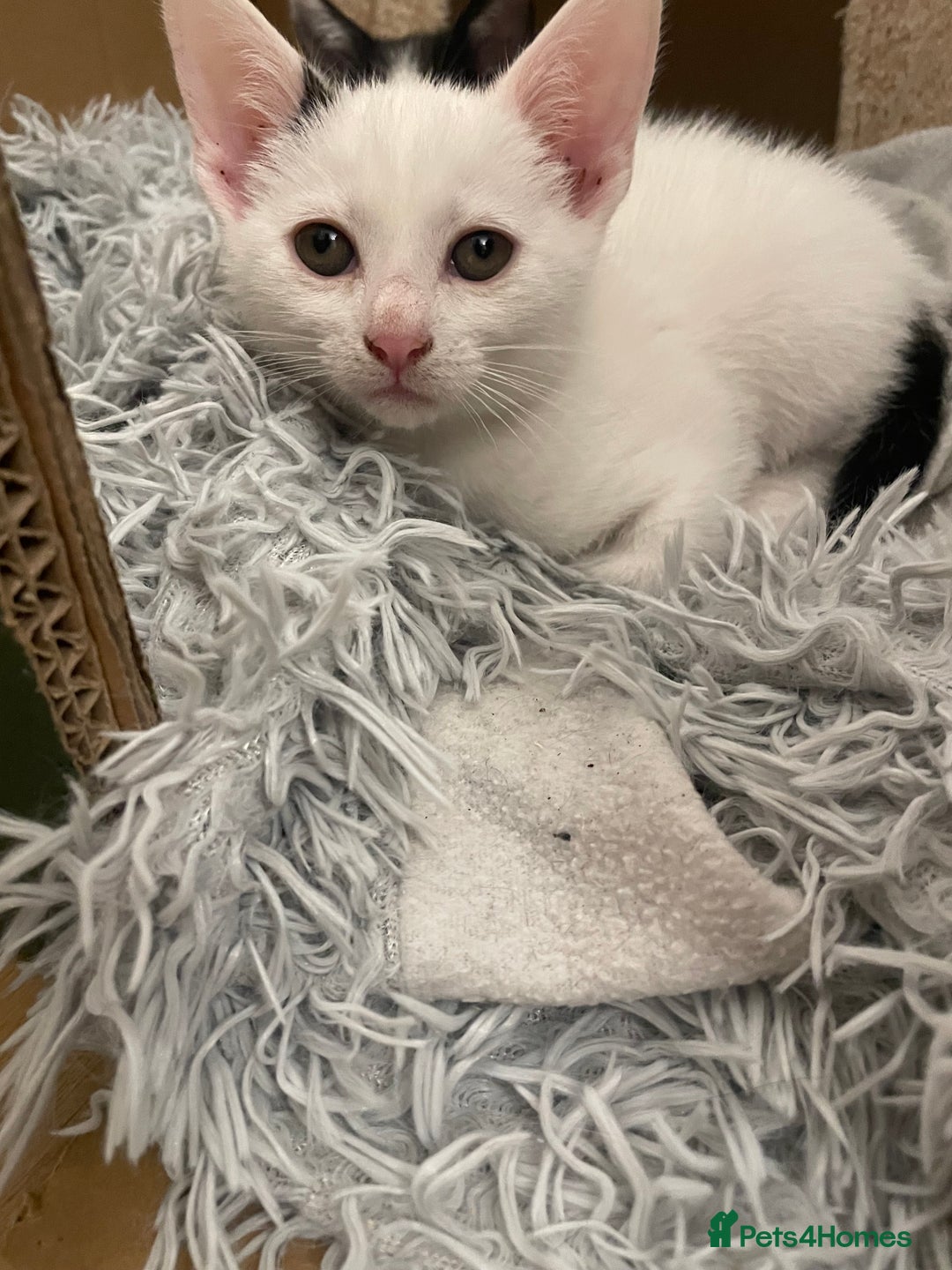 Mixed Breed cats for sale: 2 beautiful mixed European female kittens  - Image 3
