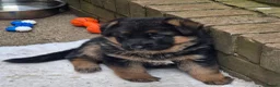 German Shepherd dogs for sale: Beautiful German shepherd puppies 1 left - Advert 14
