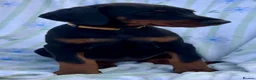 Dobermann dogs for sale: Health tested European puppies  - Advert 16
