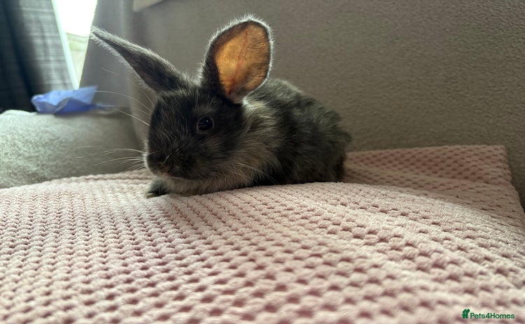 Mixed Breed rabbits - Advert 2