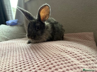 Mixed Breed rabbits - Advert 25