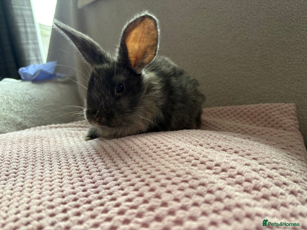 Mixed Breed rabbits - Advert 14