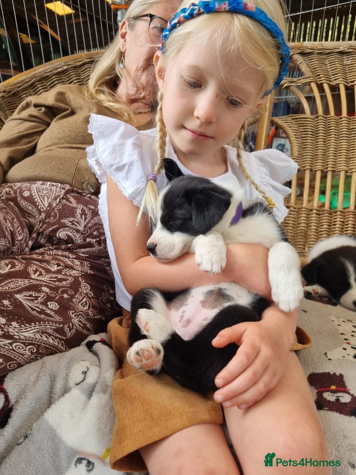 Border Collie dogs Gorgeous Border Collie Pups - Advert 2