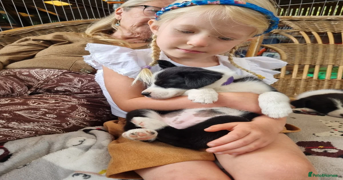 border-collie-puppies-for-sale-pets4homes
