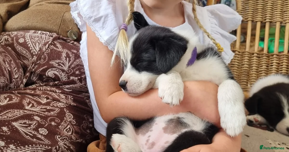 Border Collie Puppies For Sale Pets4Homes border-collie-puppies-for-sale-pets4homes