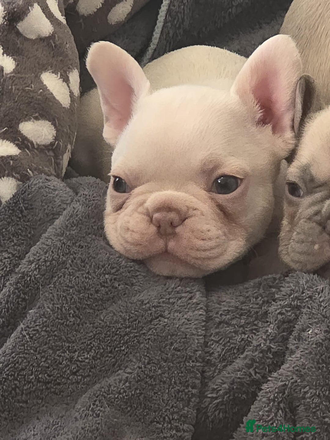 French Bulldog dogs for sale: Cream girl and cream boy available  - Advert 9