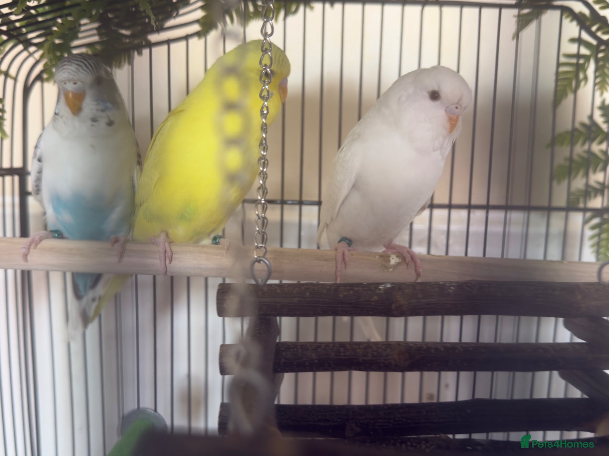 Budgerigars birds for sale: Budgies for sale in Oldham - Advert 3