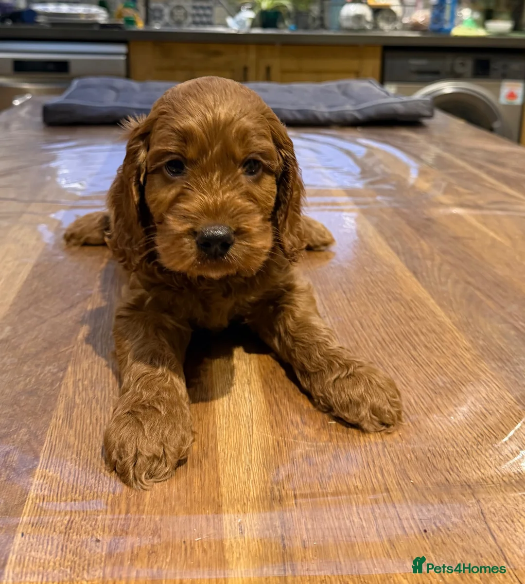 Cockapoo dogs for sale: Beautiful Cockapoo pups - Advert 1