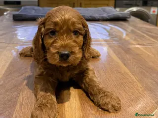 Cockapoo dogs Beautiful Cockapoo pups - Advert 1