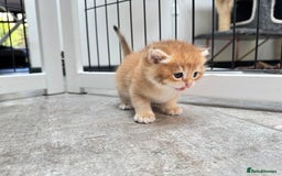 British Shorthair cats for sale: ✨🐾 Soft & Adorable Golden White Blue Kitten 🐾✨ - Image 7