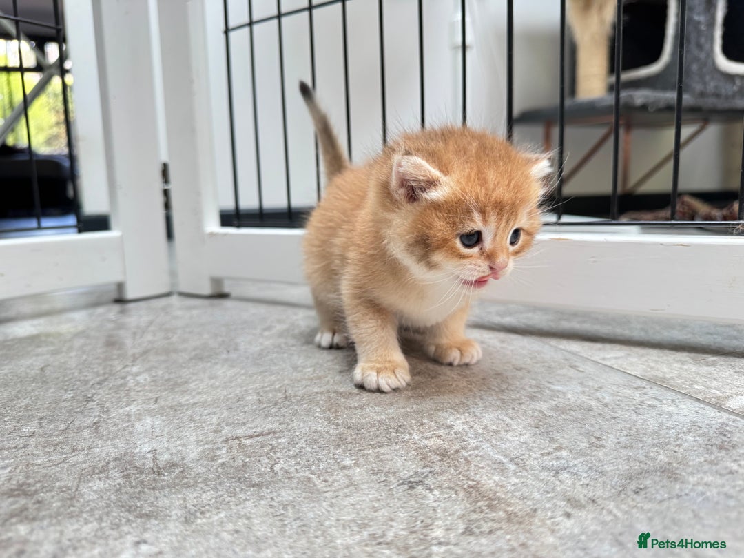 British Shorthair cats for sale: ✨🐾 Soft & Adorable Golden White Blue Kitten 🐾✨ - Image 7