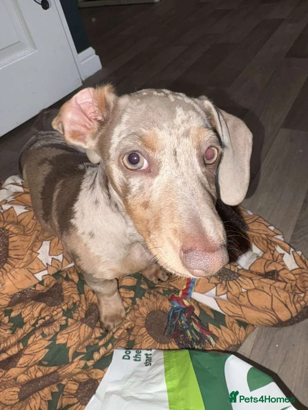 Dachshund dogs for sale: Dachshund Lady in Peterlee - Advert 10