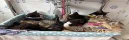 Mixed Breed cats for sale: Beautiful kittens  - Advert 6