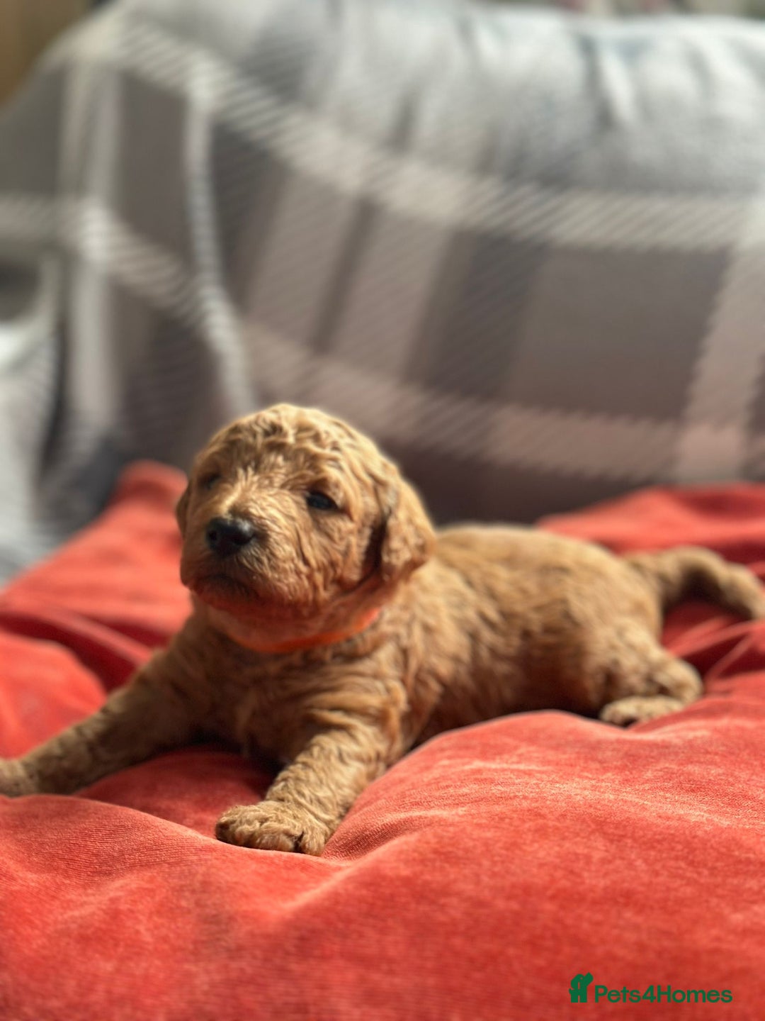 Mixed Breed dogs for sale: Poochon x Maltipoo puppies - Image 16