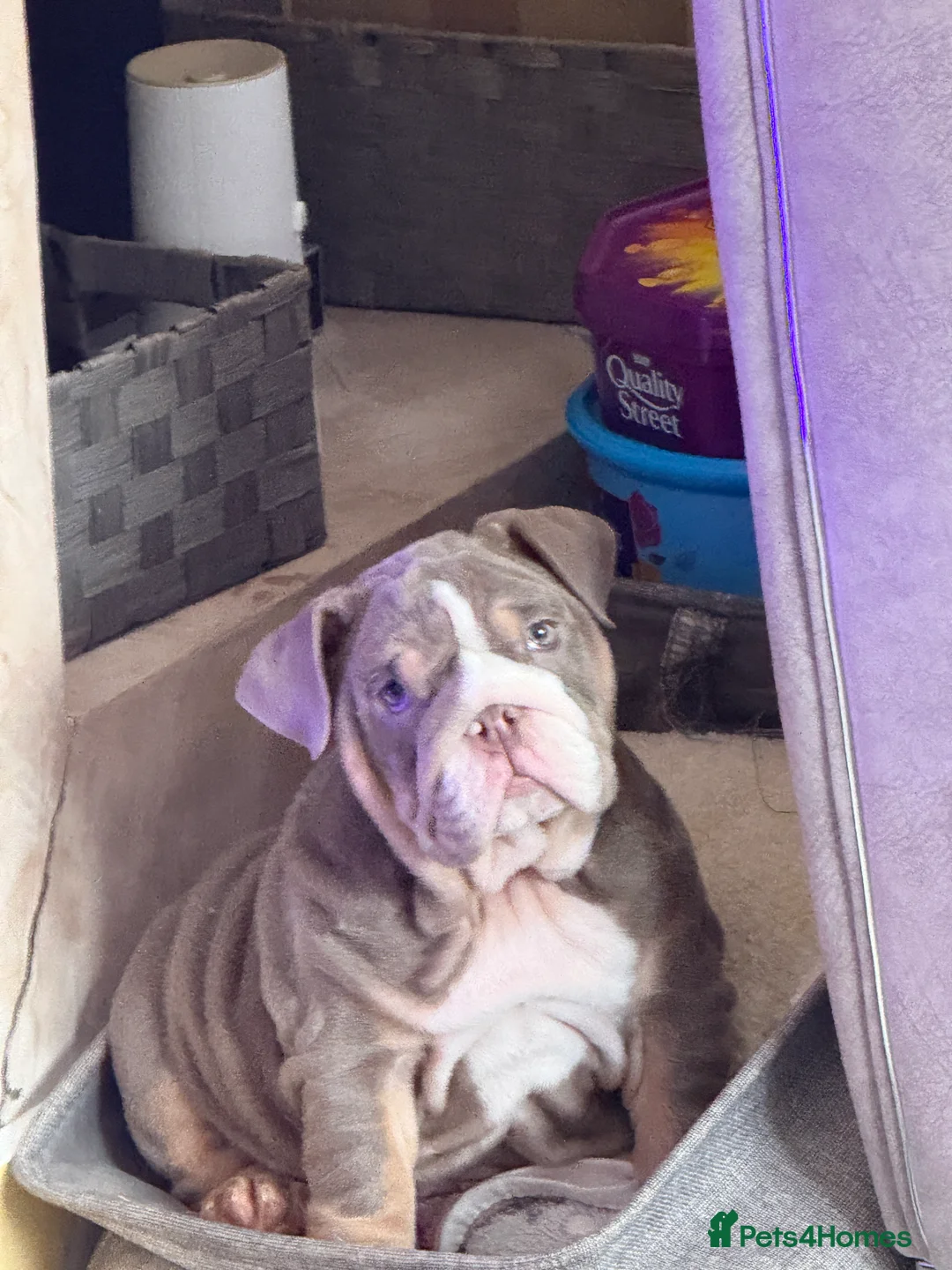 English Bulldog dogs for sale: Stunning lilac tri girl  in Swanley - Advert 7
