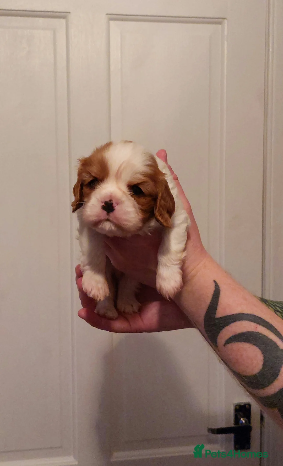 Cavalier King Charles Spaniel dogs for sale: KC Reg Cavalier King Charles Spaniel Puppies - Advert 2