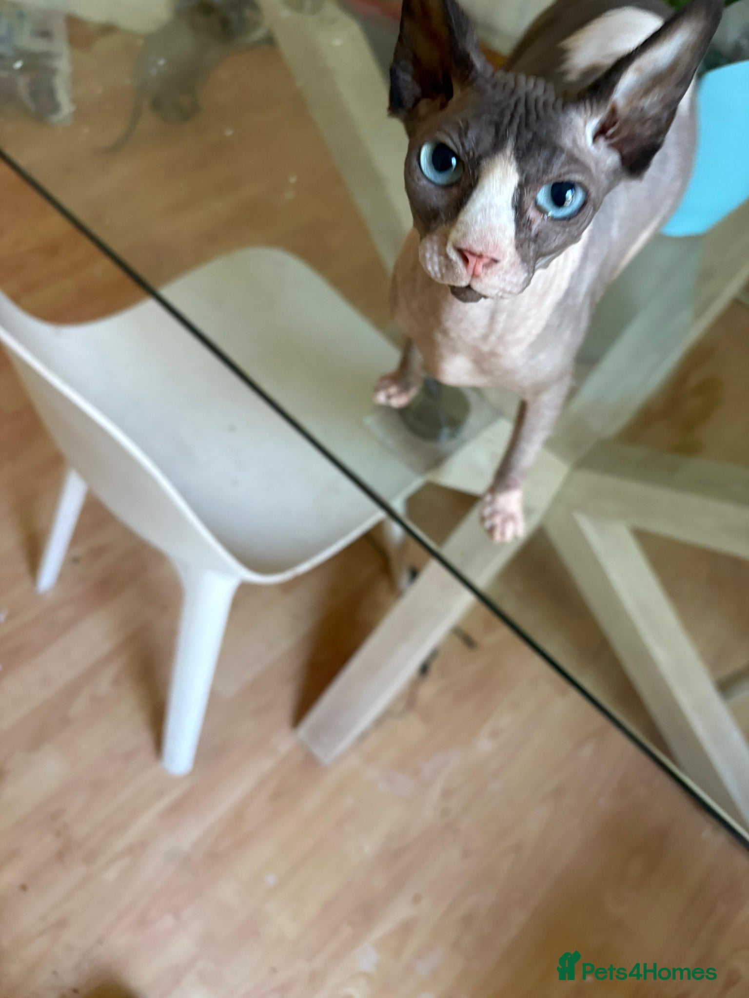 Exotic cats Beautiful Bonded Sphynx cats Mother & Daughter  - Advert 1