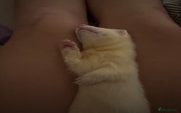 Ferret rodents for sale: 4 month old male hob - Image 3