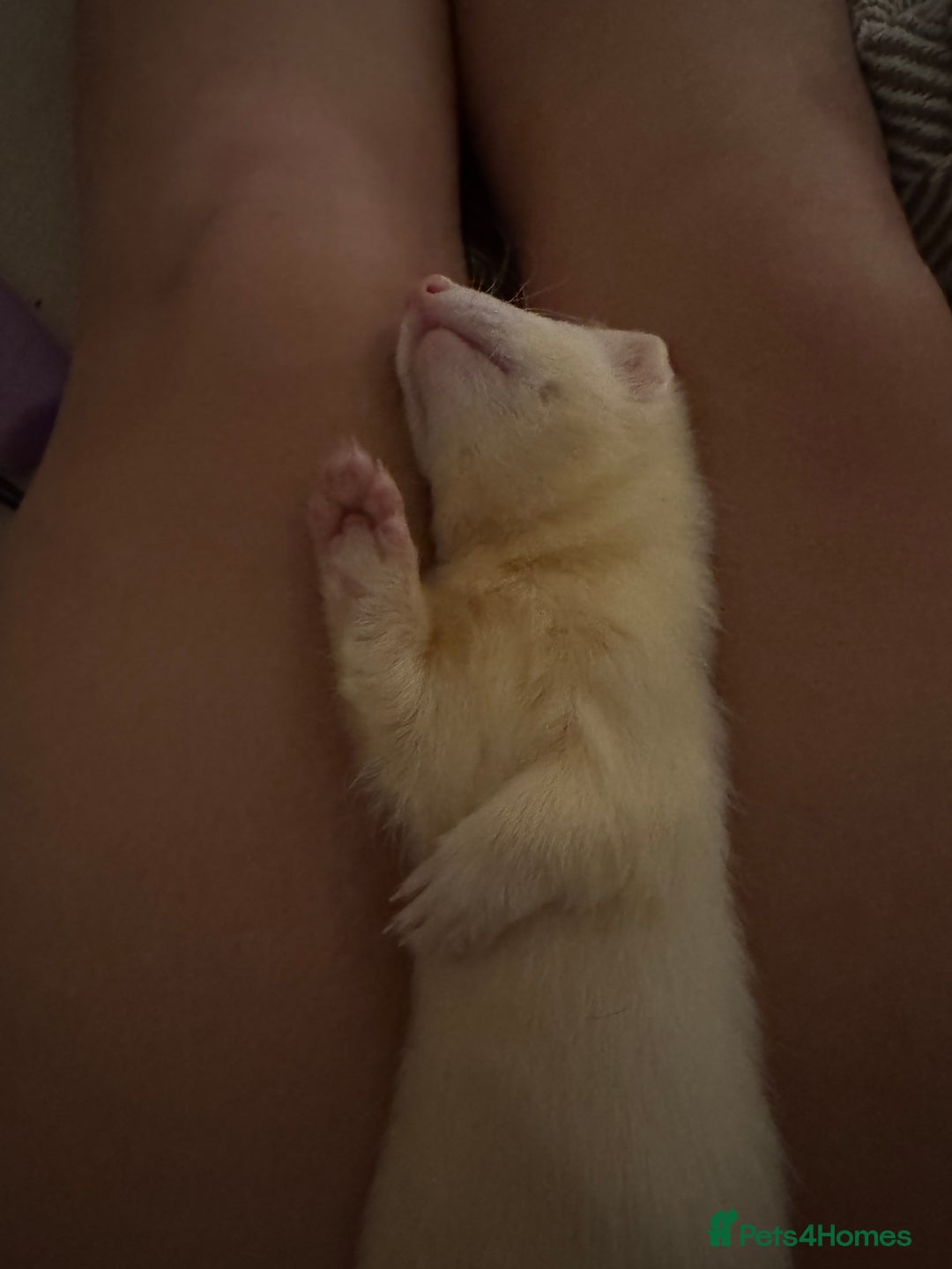 Ferret rodents for sale: 4 month old male hob - Image 3
