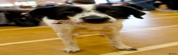 Mixed Breed dogs for adoption: Lilly -Milton Keynes  in Milton Keynes - Advert 11