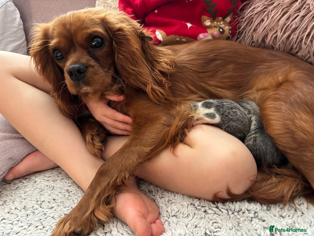 Cavalier King Charles Spaniel dogs for sale: Beautiful Ruby cavalier girl - Advert 12