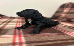 Cockapoo dogs for sale: stunning toy cockapoo  - Advert 9