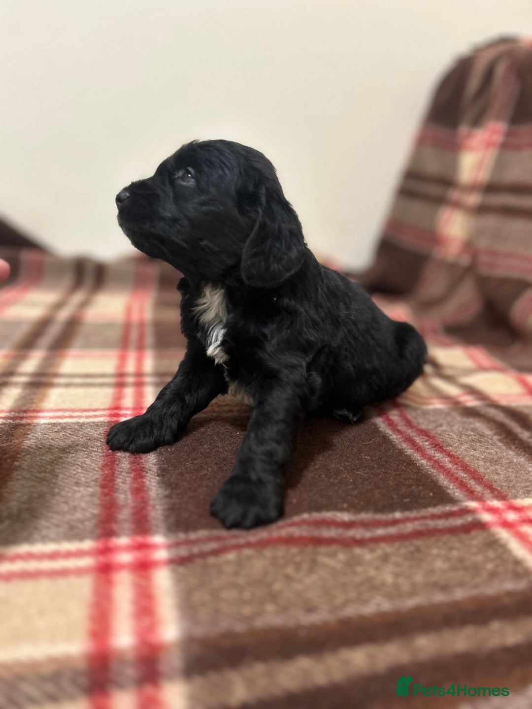 Cockapoo dogs for sale: stunning toy cockapoo  - Advert 9